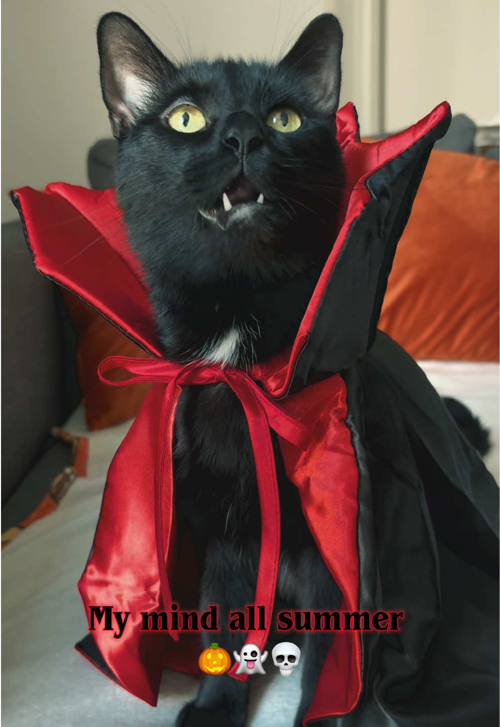 @ElaineTheCat