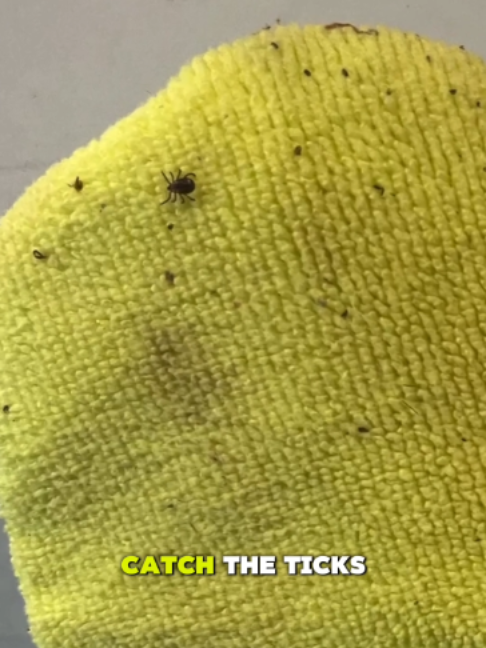 @TiCK MiTT