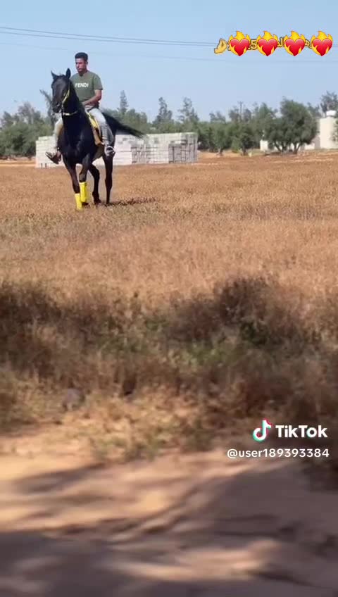 @محمد نافع❤️🔥🐴