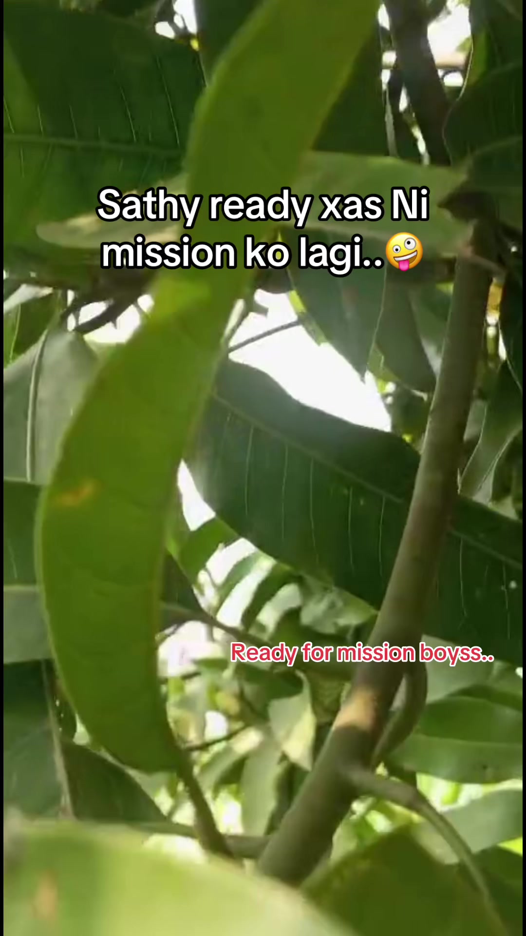 @kaji alon