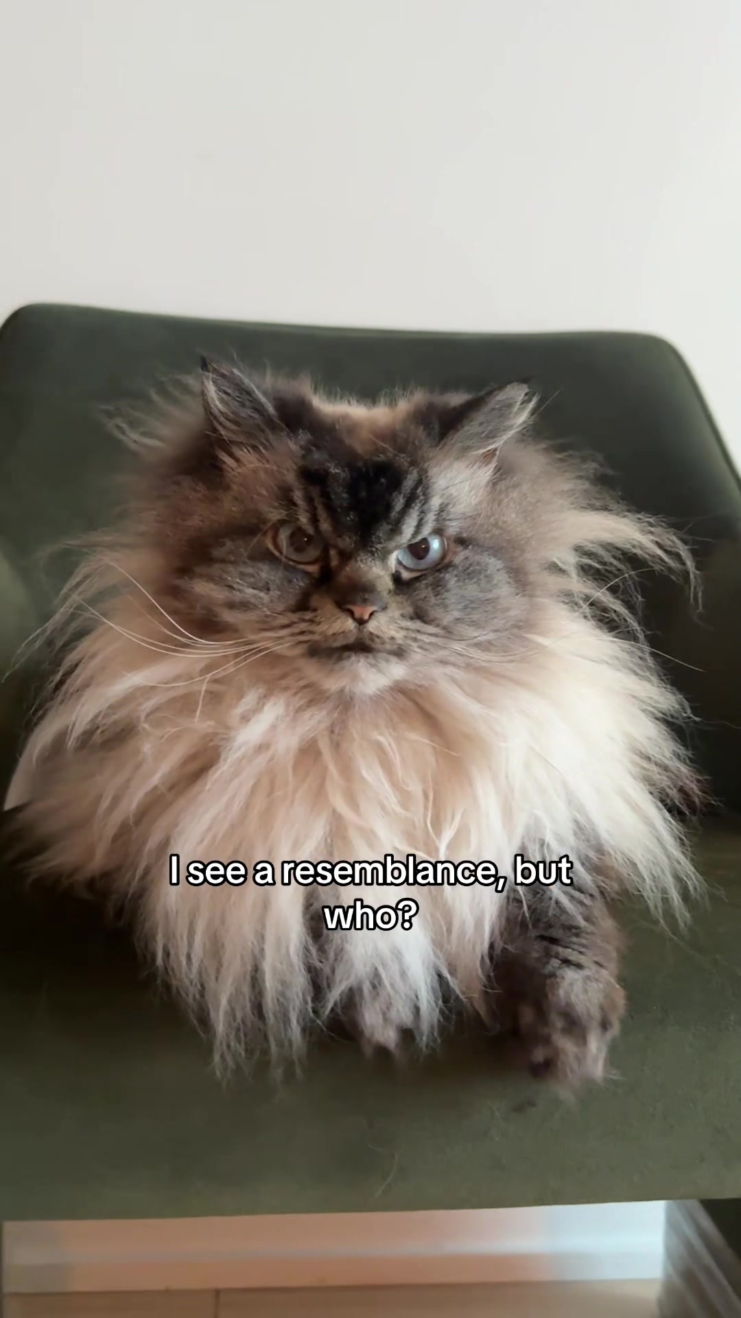 @Merlin Ragdoll