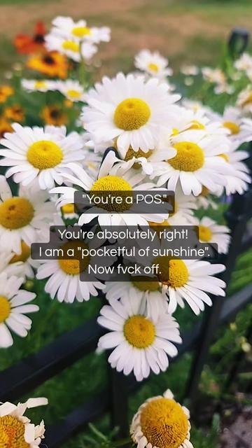 @ᴏꜰ ᴛʜᴇ ɴᴏʀᴛʜ 🌻✨️