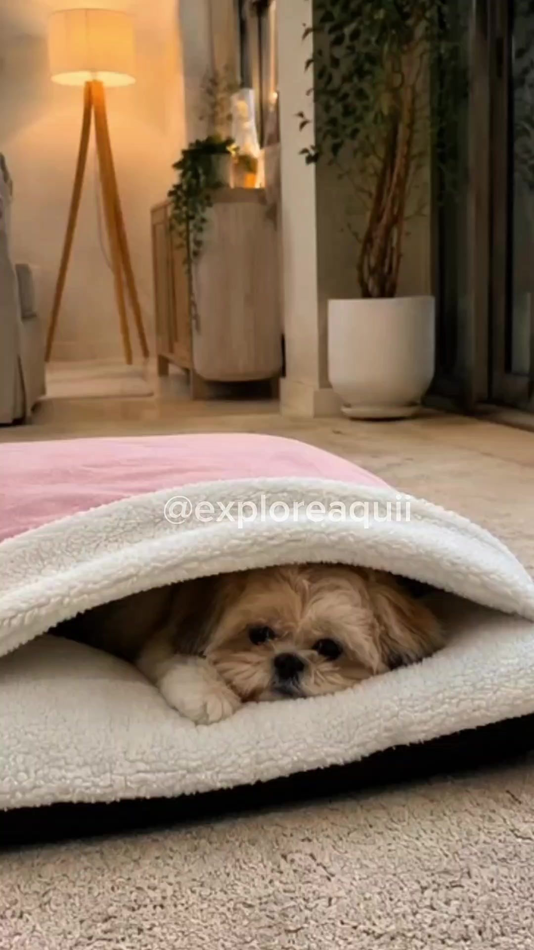 @Explore Aquii 🐾🐾✨️