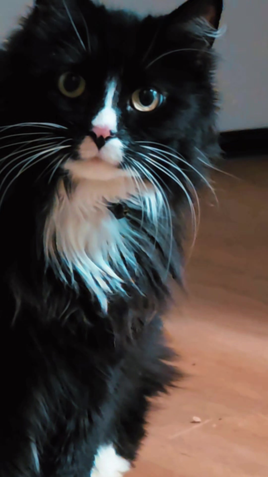 @AtticaTheTuxedoCat