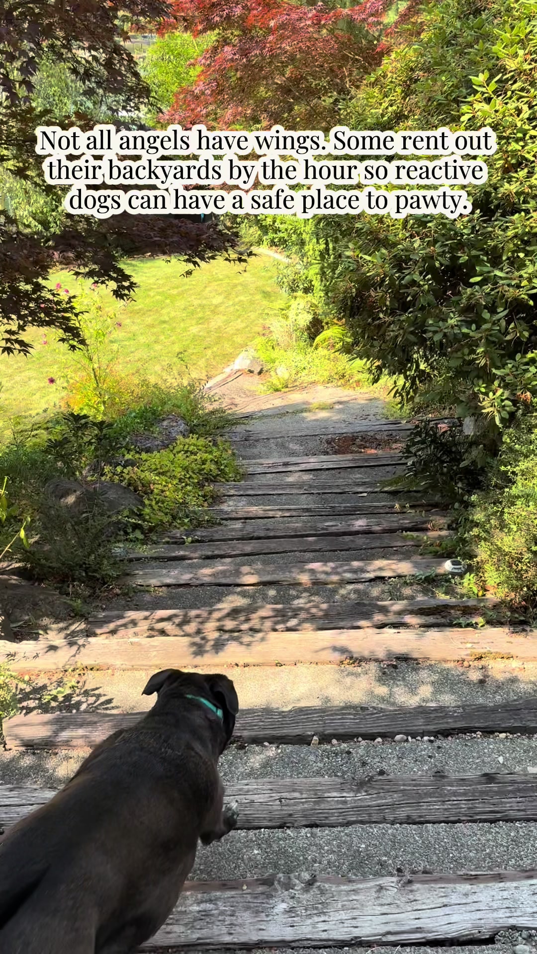 @kai•thedogmother🐾