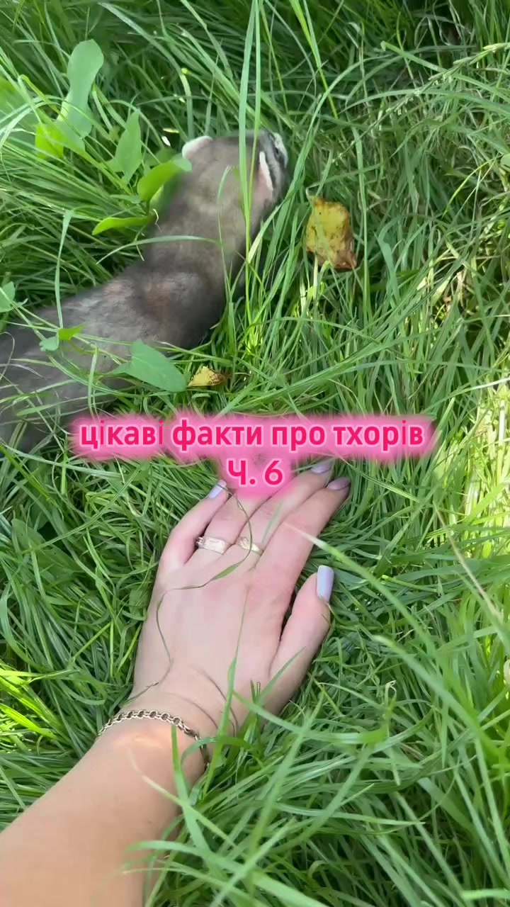 @🦦 Хорьки Київ 🇺🇦