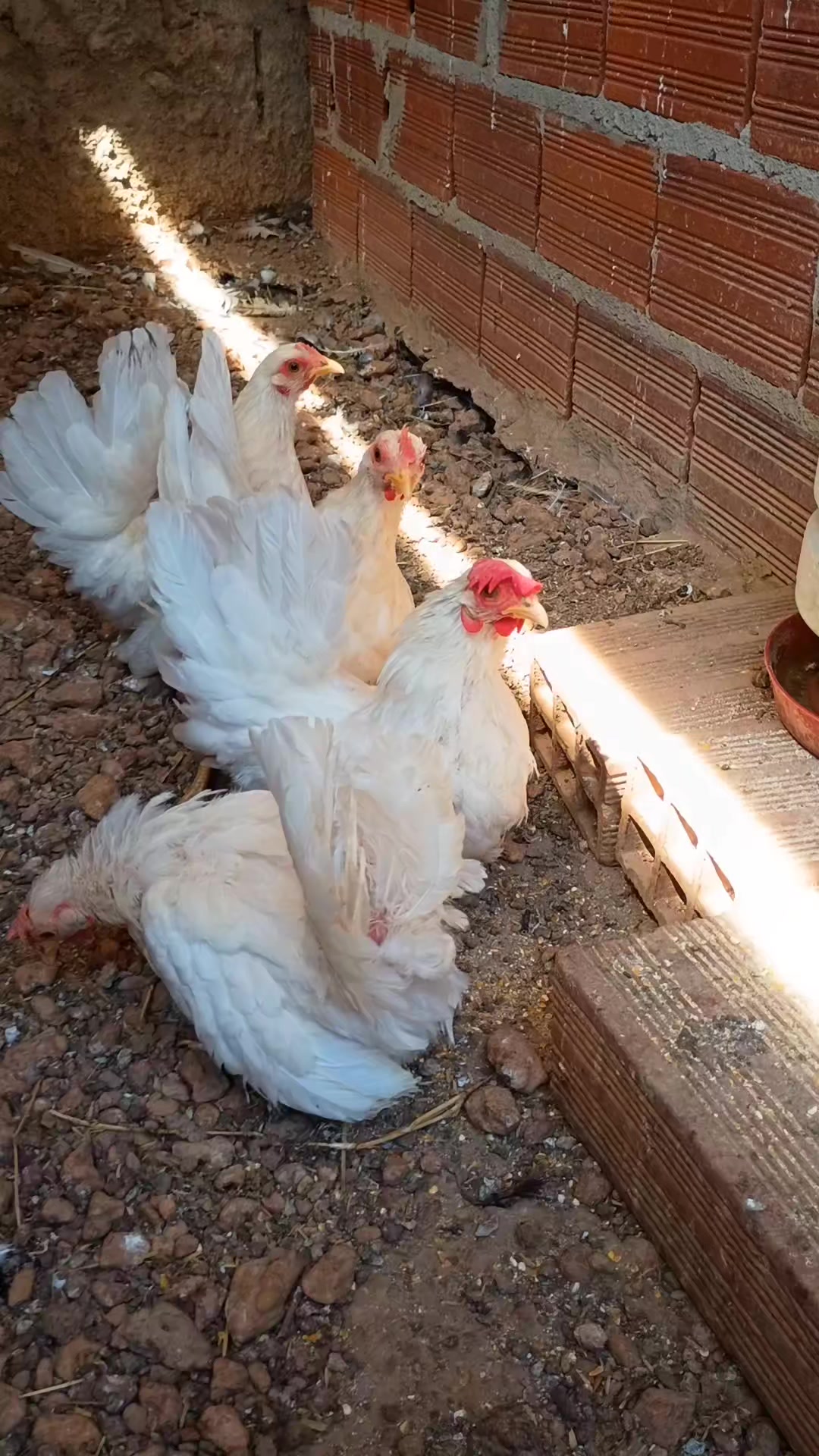 @🐔CRIAT&Oacute;RIO MZ🐓