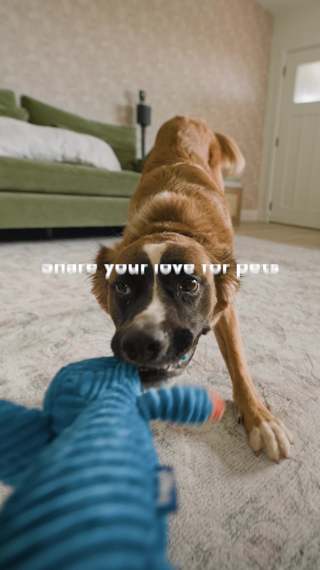 @Chewy