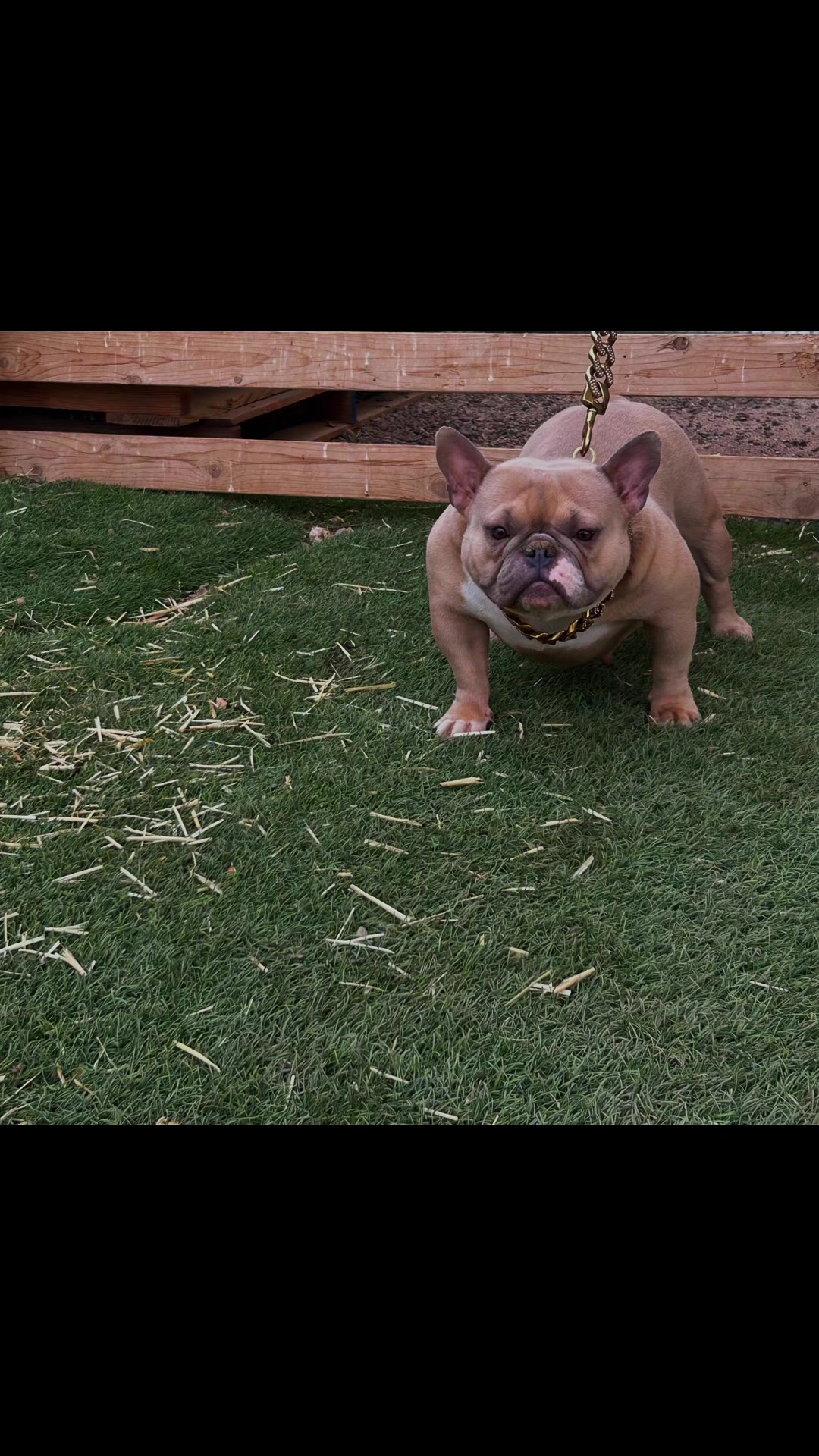 @Boxcitybullys