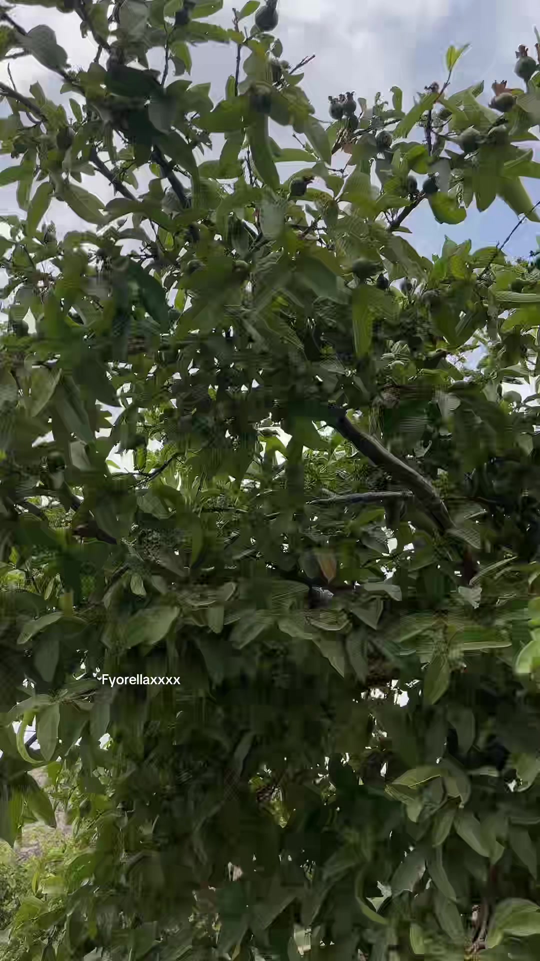 @Fyorella