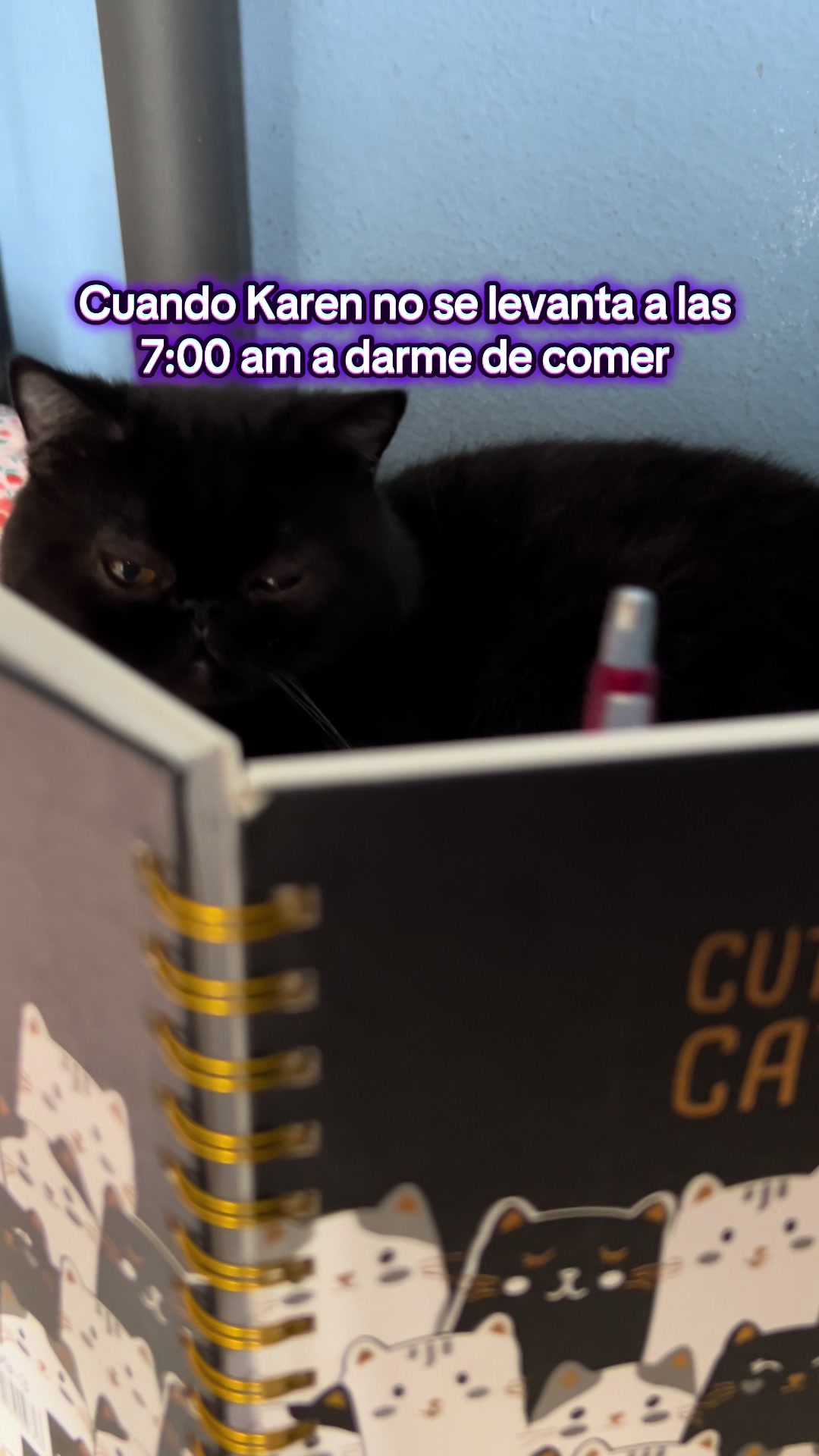 @Chat&Oro