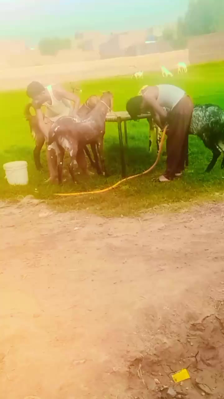 @saithramzanbhalwalala