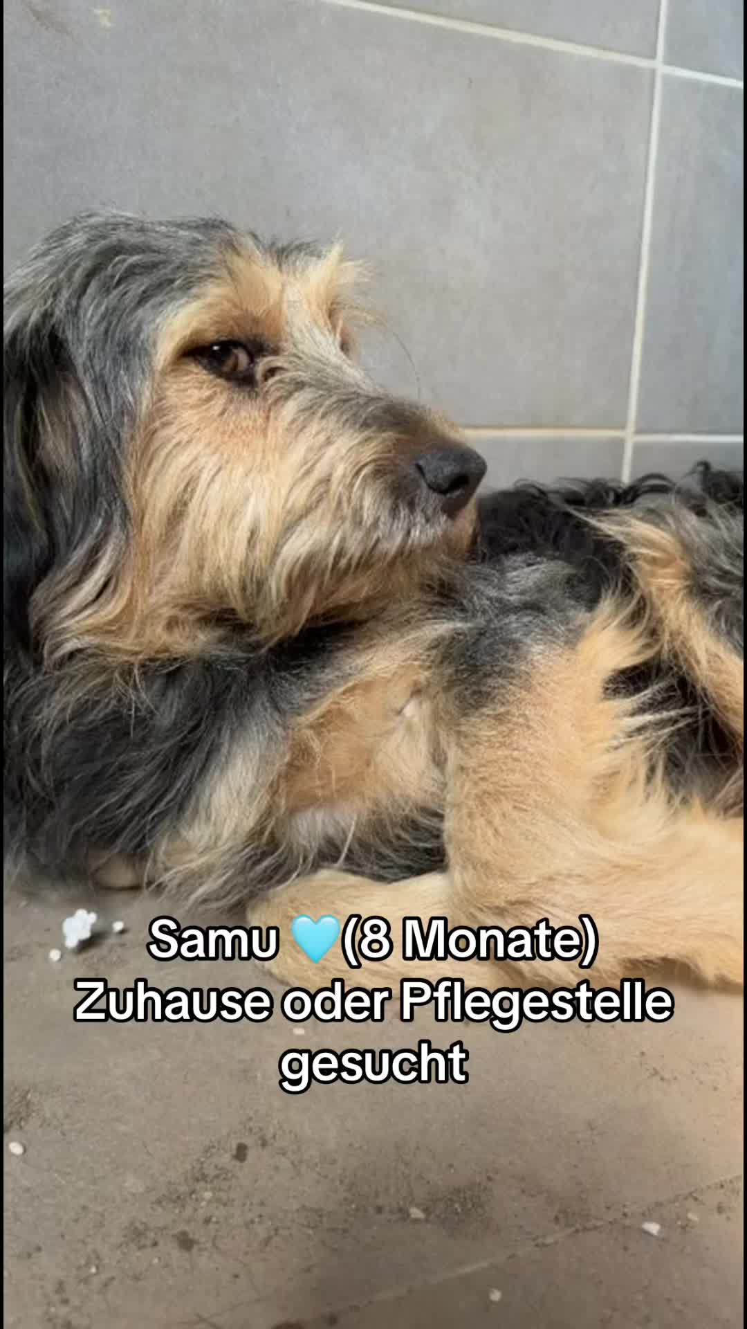 @Ankerhunde e.V.