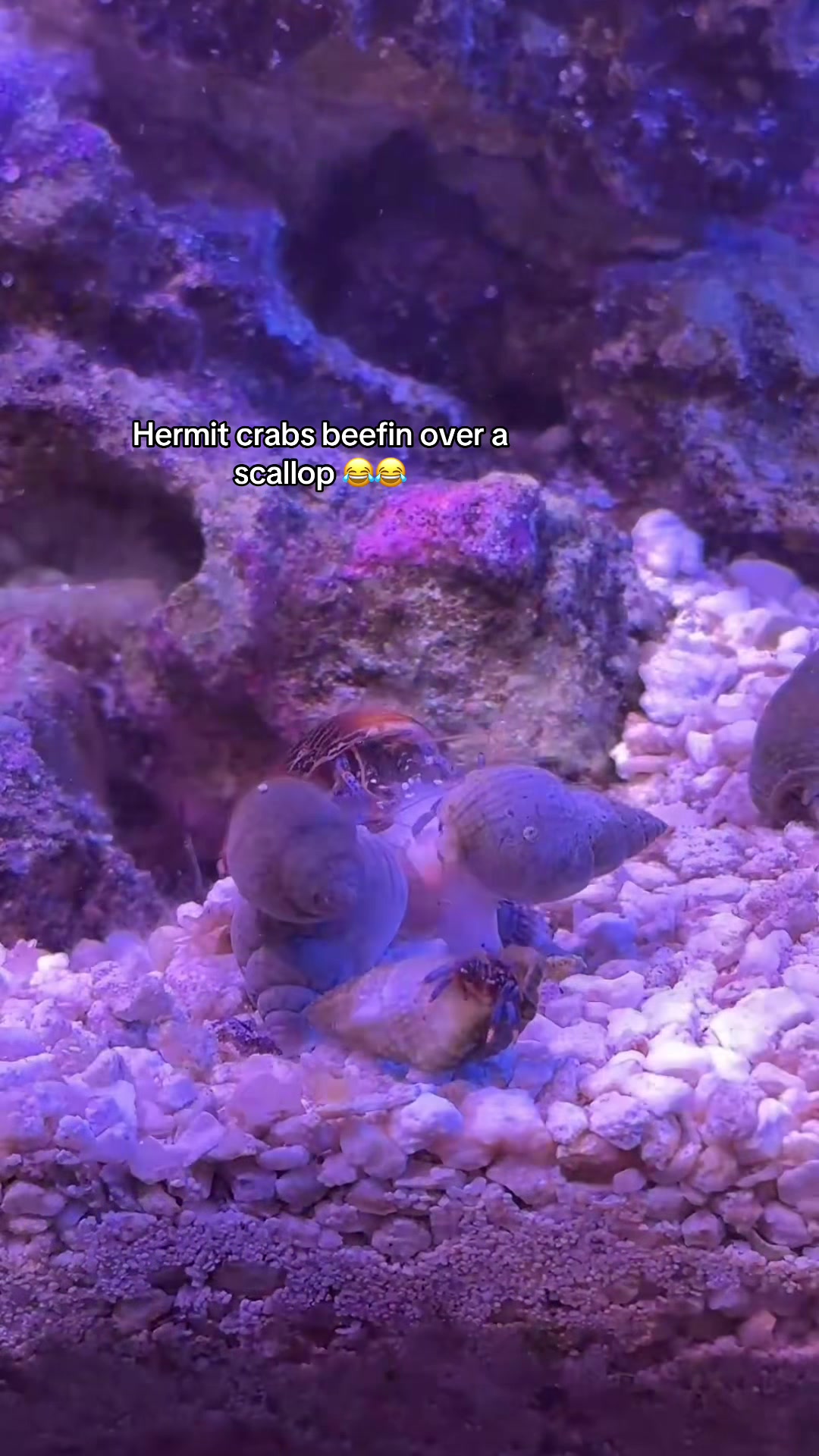 @ReefSync
