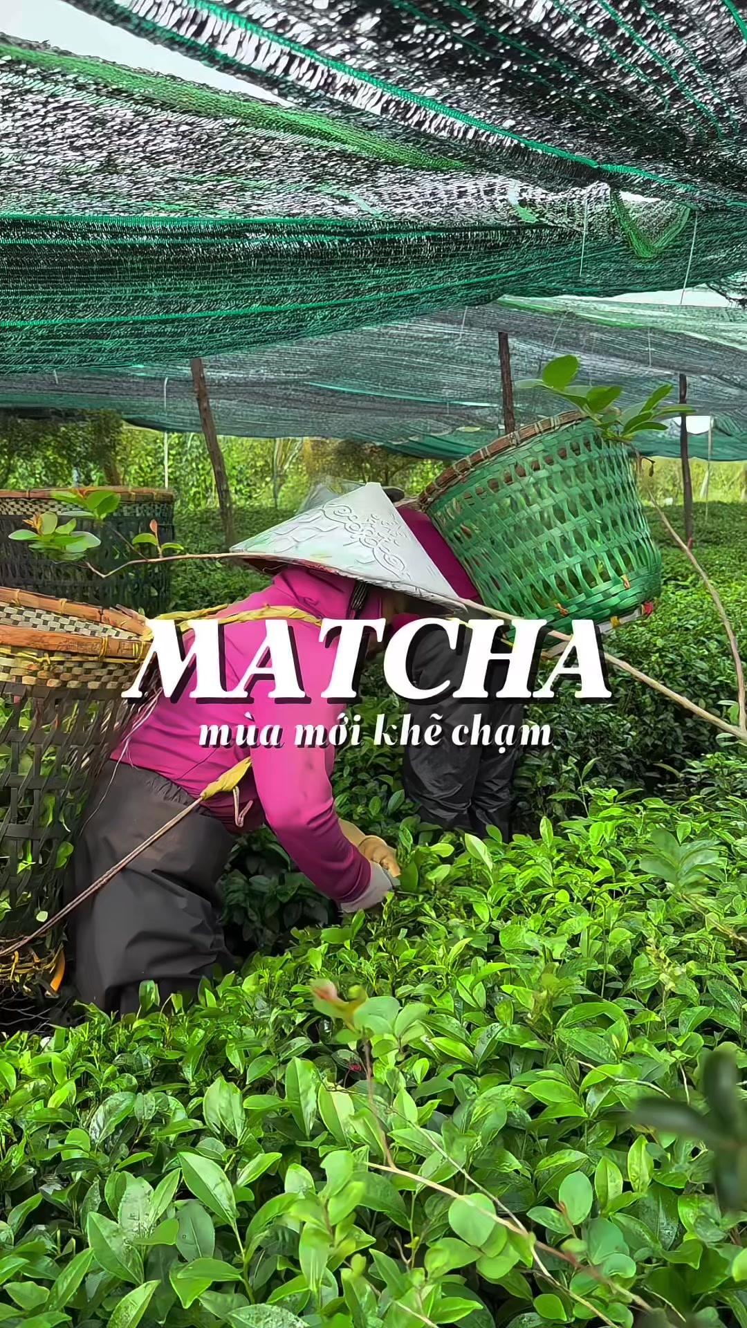 @Nông Trường olong Tằng Vĩnh An