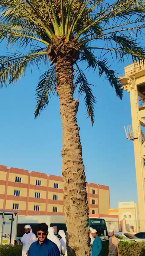 @REHAN AHMED KHOKHAR MANDI VALa
