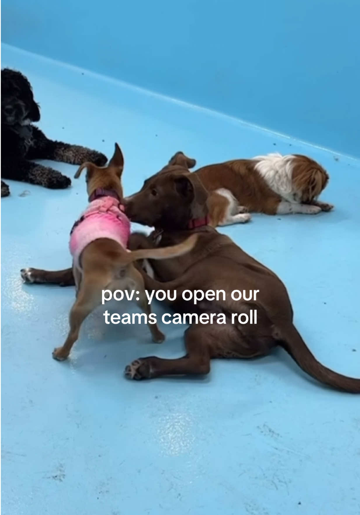 @Biscuits & Bath | Dog Retreat