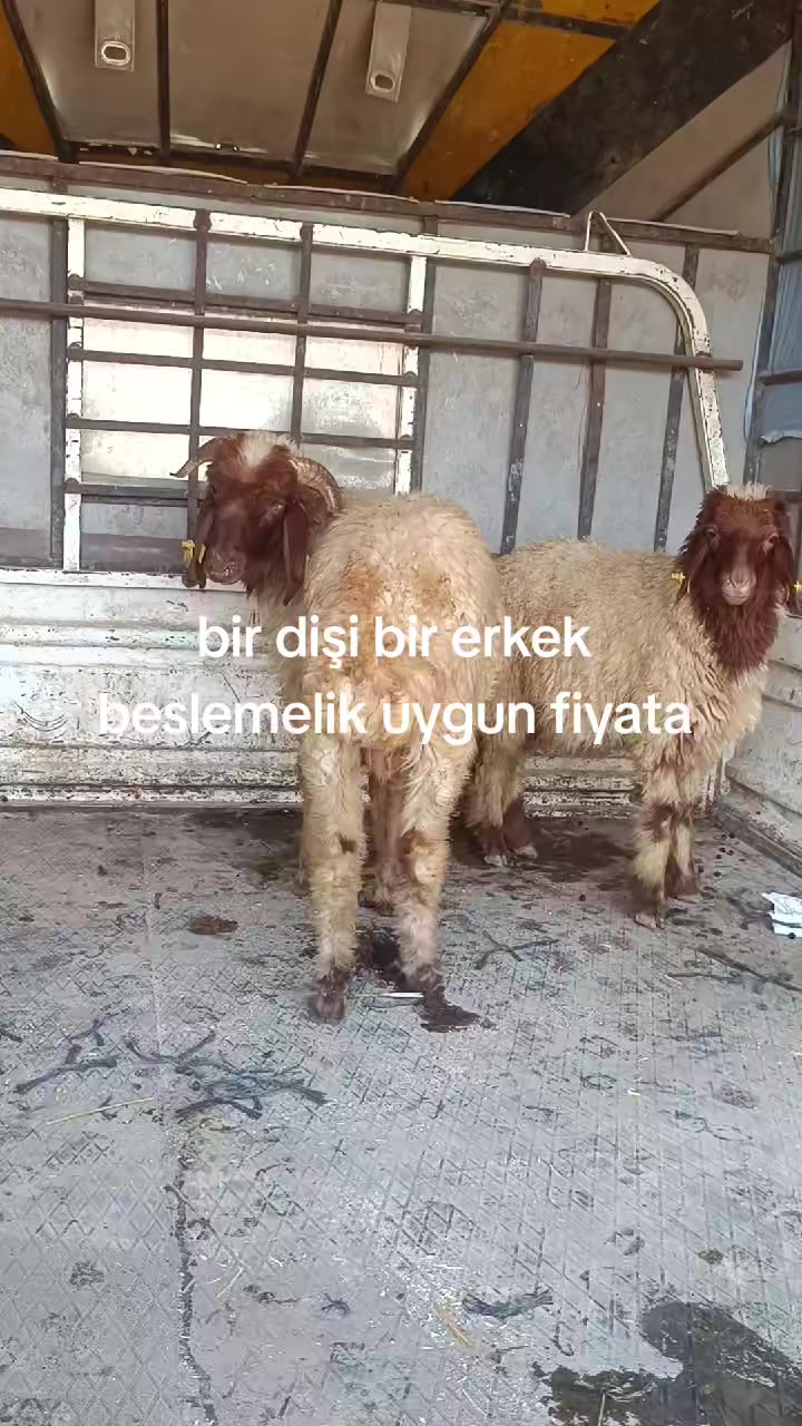 @Alp 🇹🇷🤘🐺27