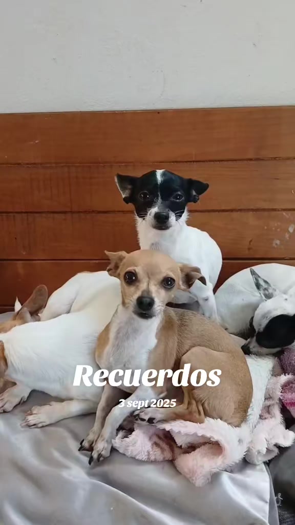 @luiselpollo95