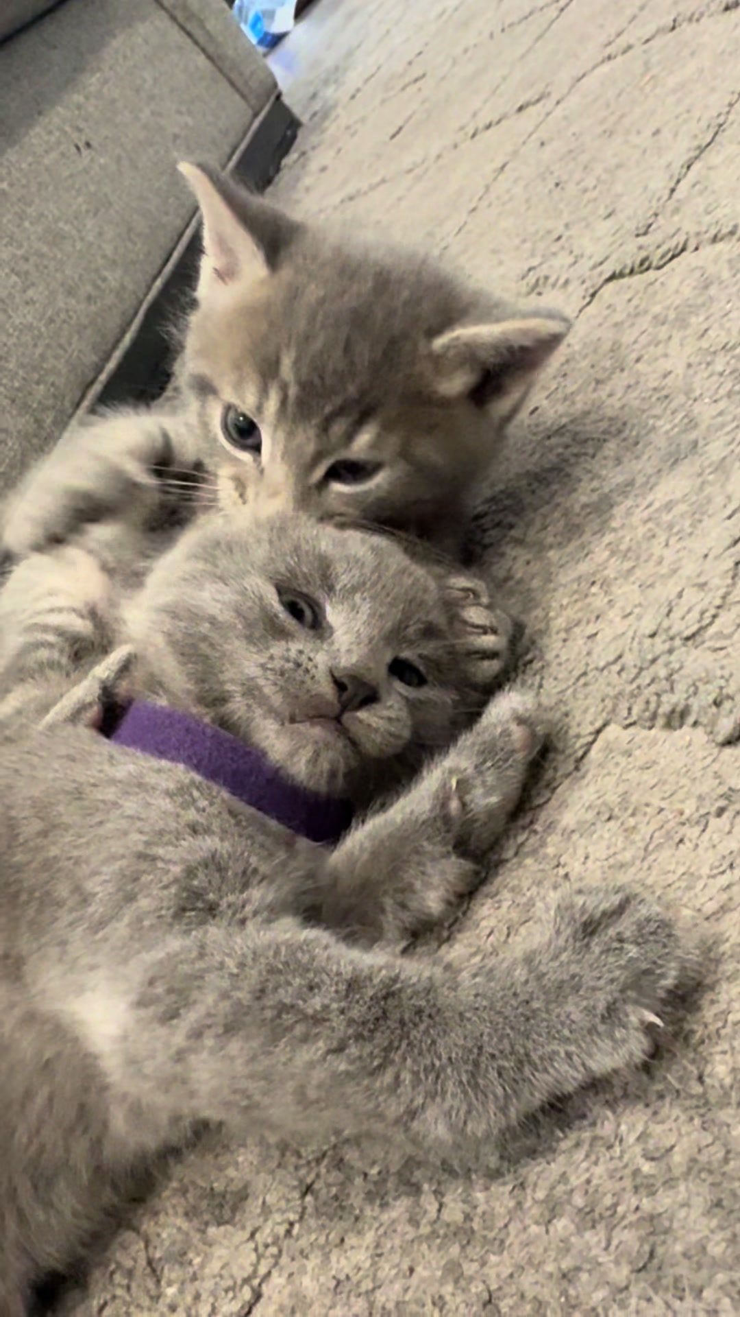 @LotsOfCat