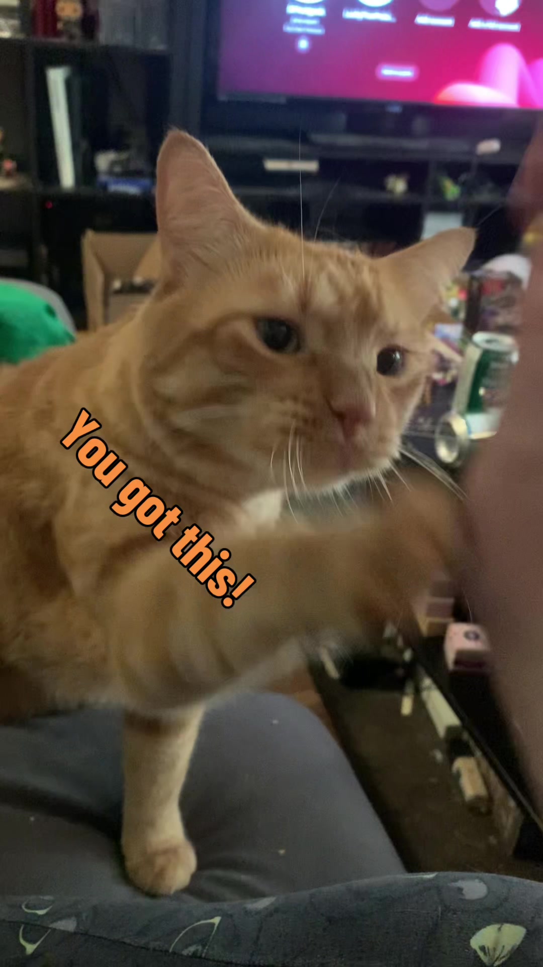 @diycatgeek (Wally & Howl)