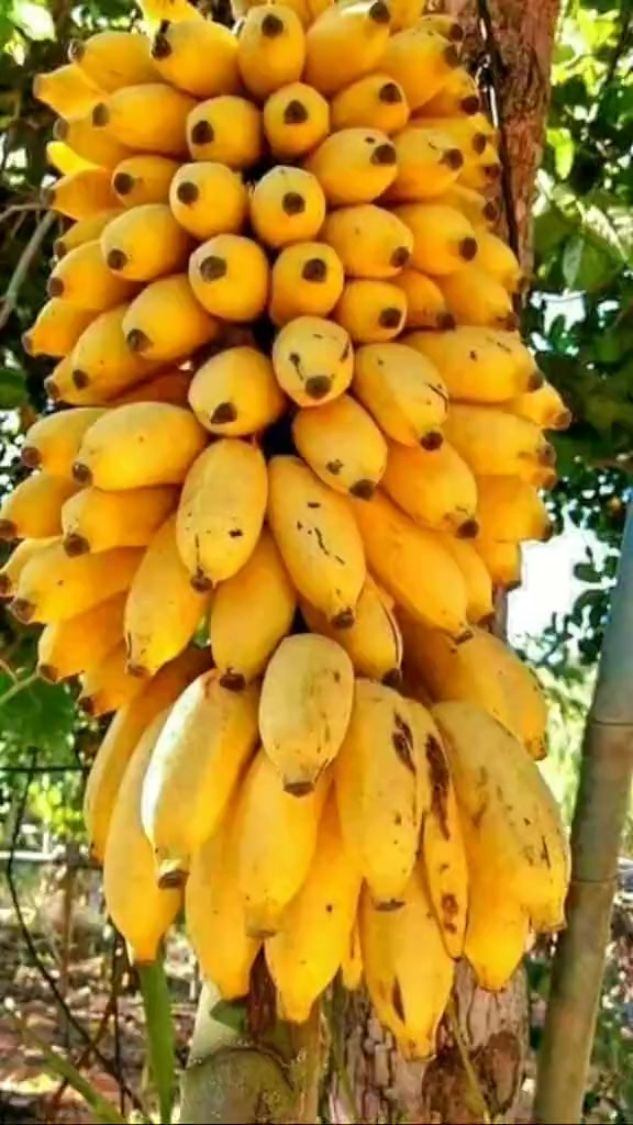 @mss qudaar🍌🍉🥭🍎🥔🍅🌶🍋🥥🥕