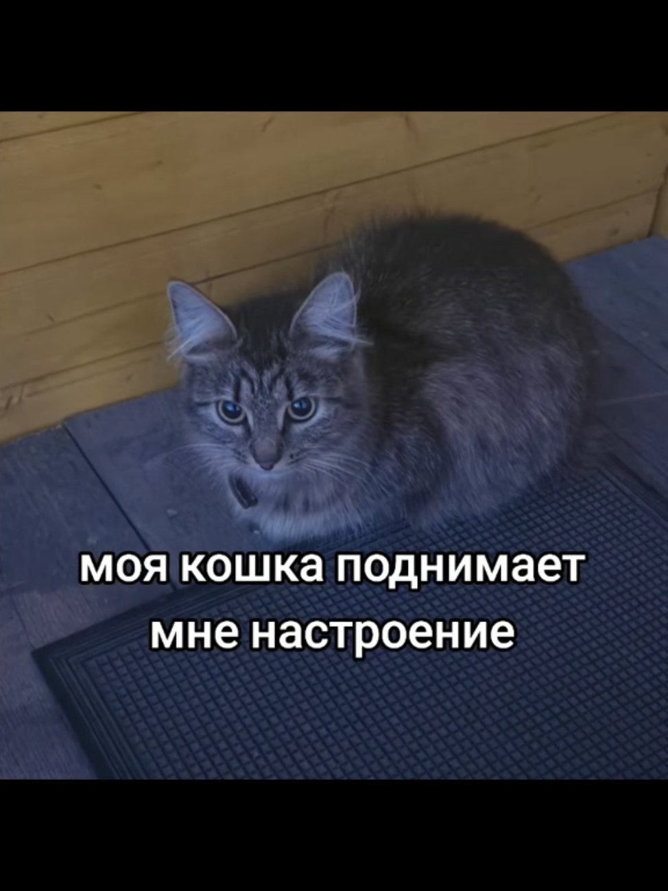 @фибинеко💥