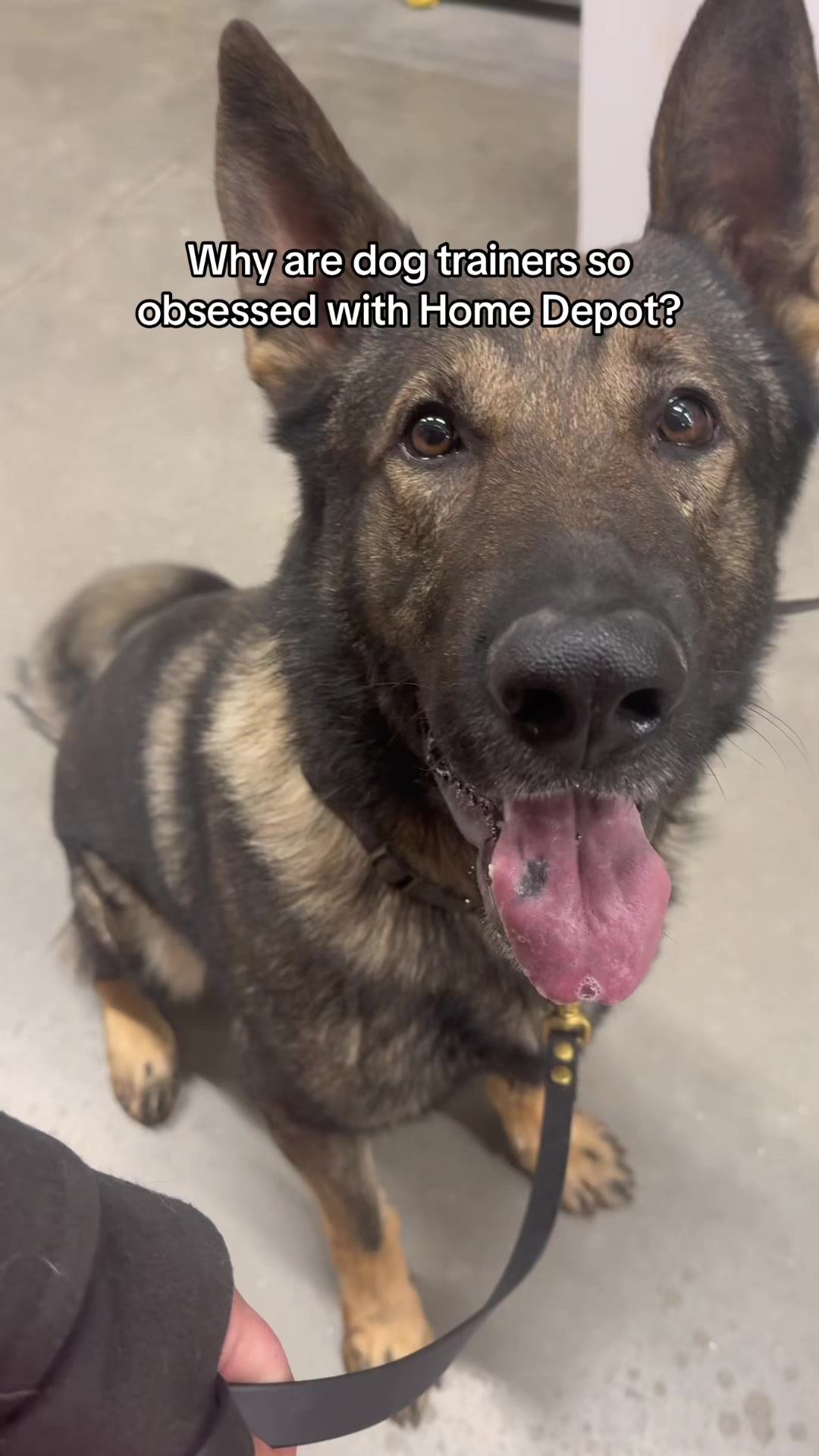 @True Guard K9 I Tara