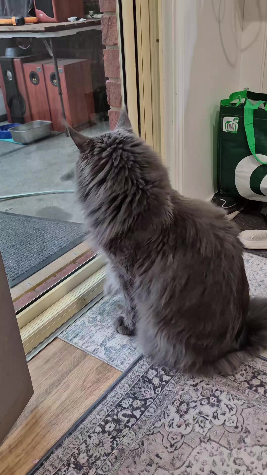 @Ragnar the Maine Coon 🐈