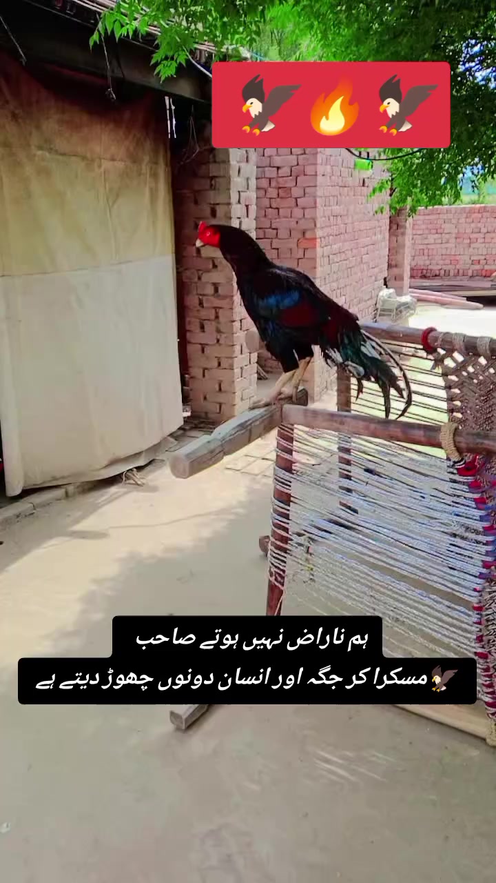 @kashifaseel2