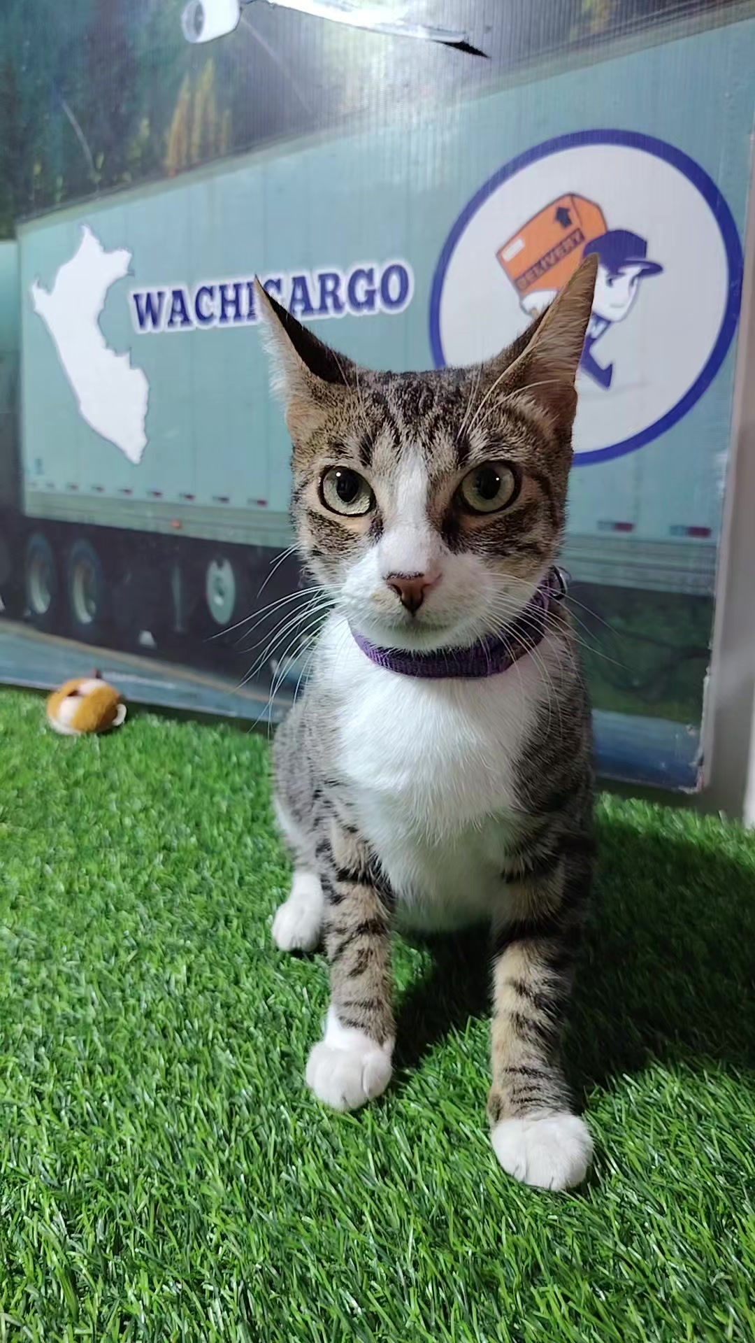 @WACHICARGO Pets