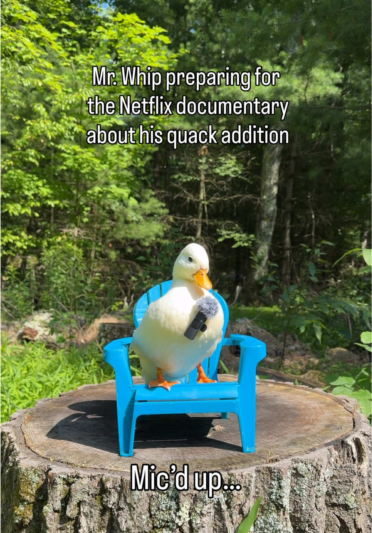 @The Quack House