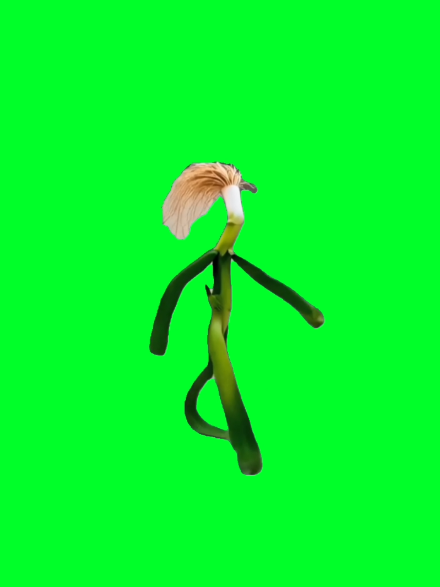 @TikTok Template