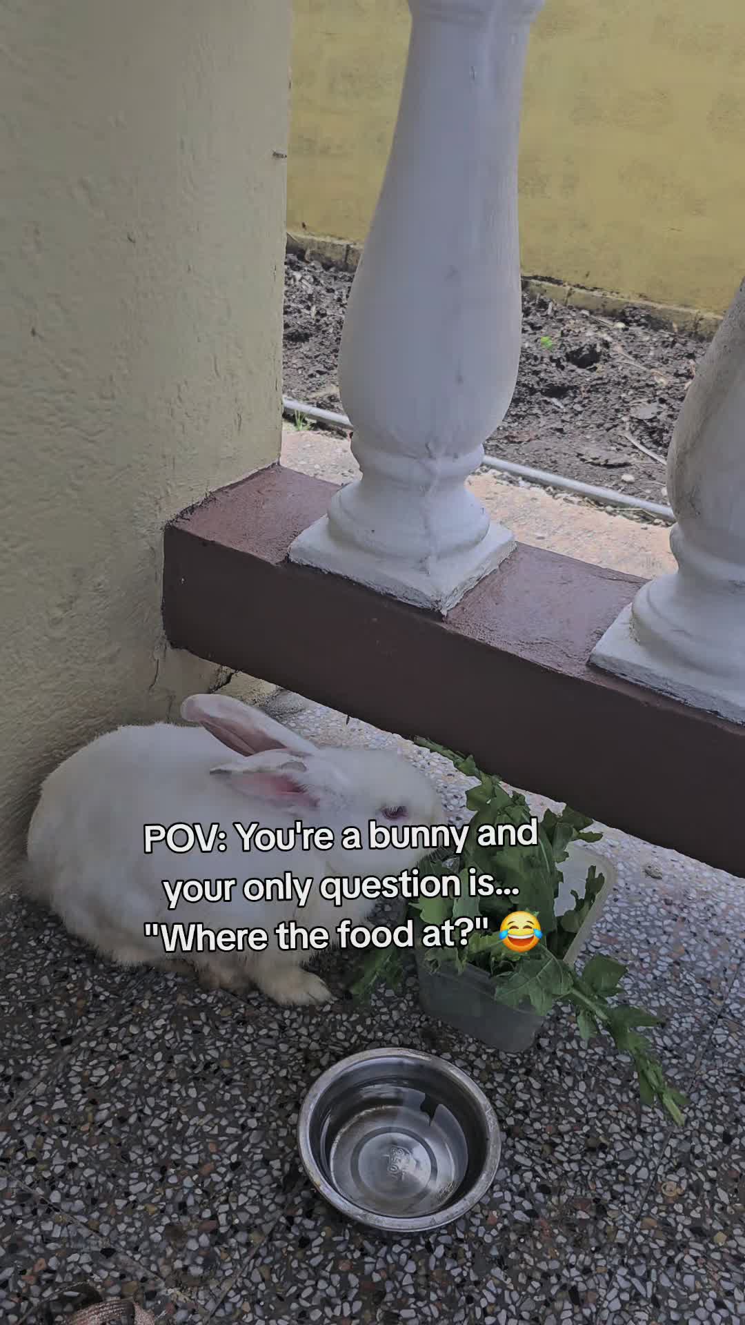 @MixedPetCollective