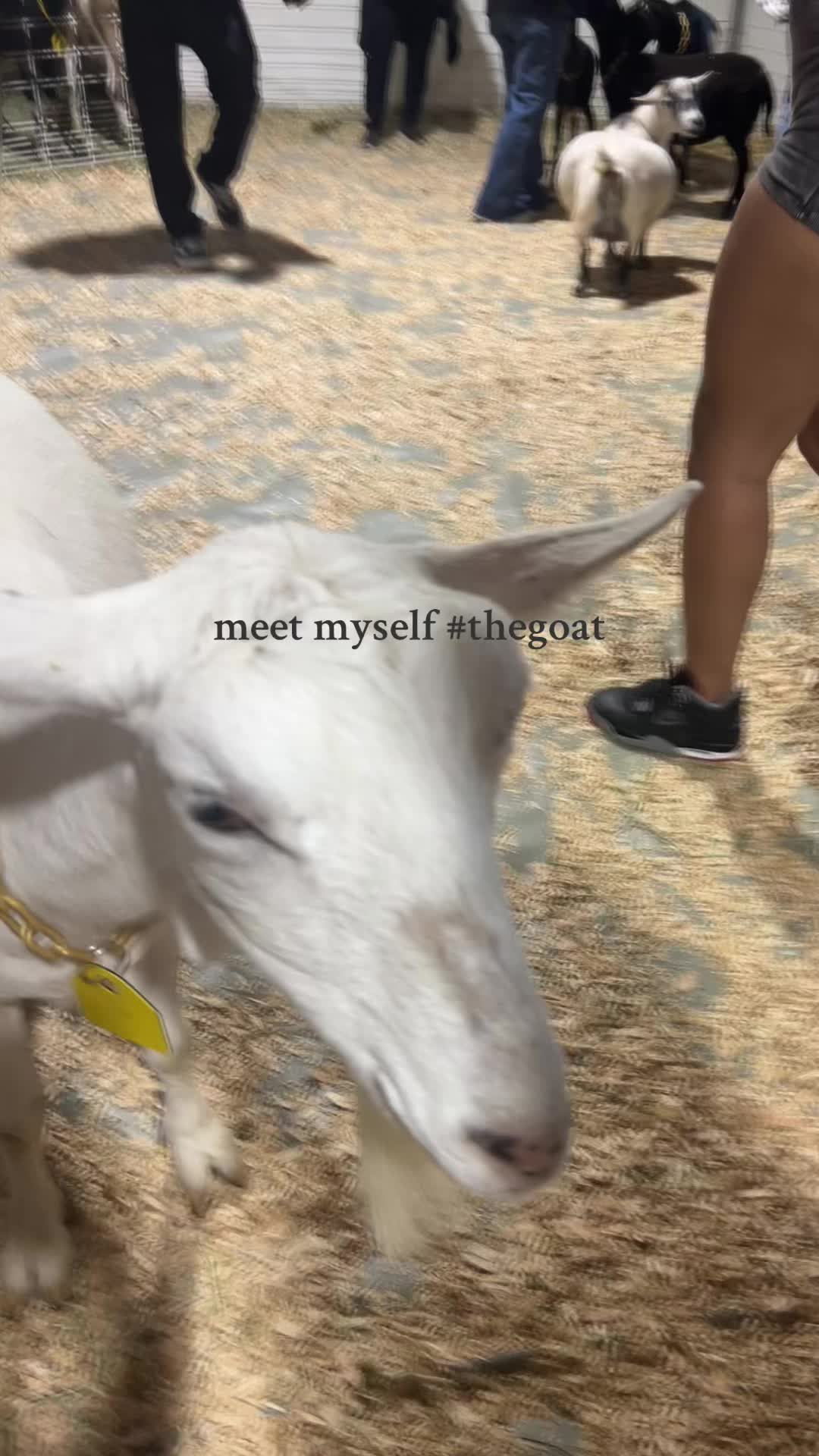 @zel