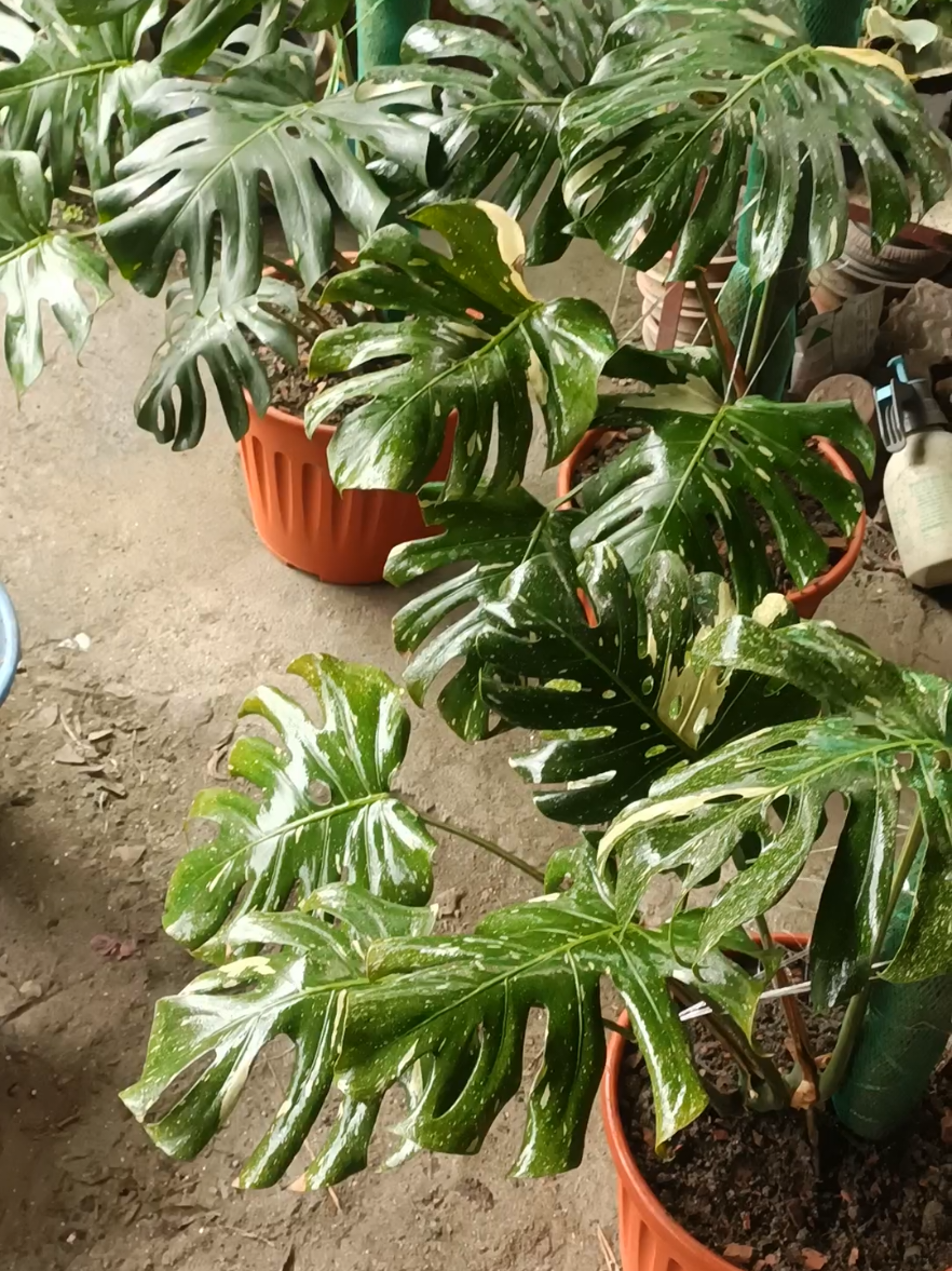 @shree guheshwori nursery