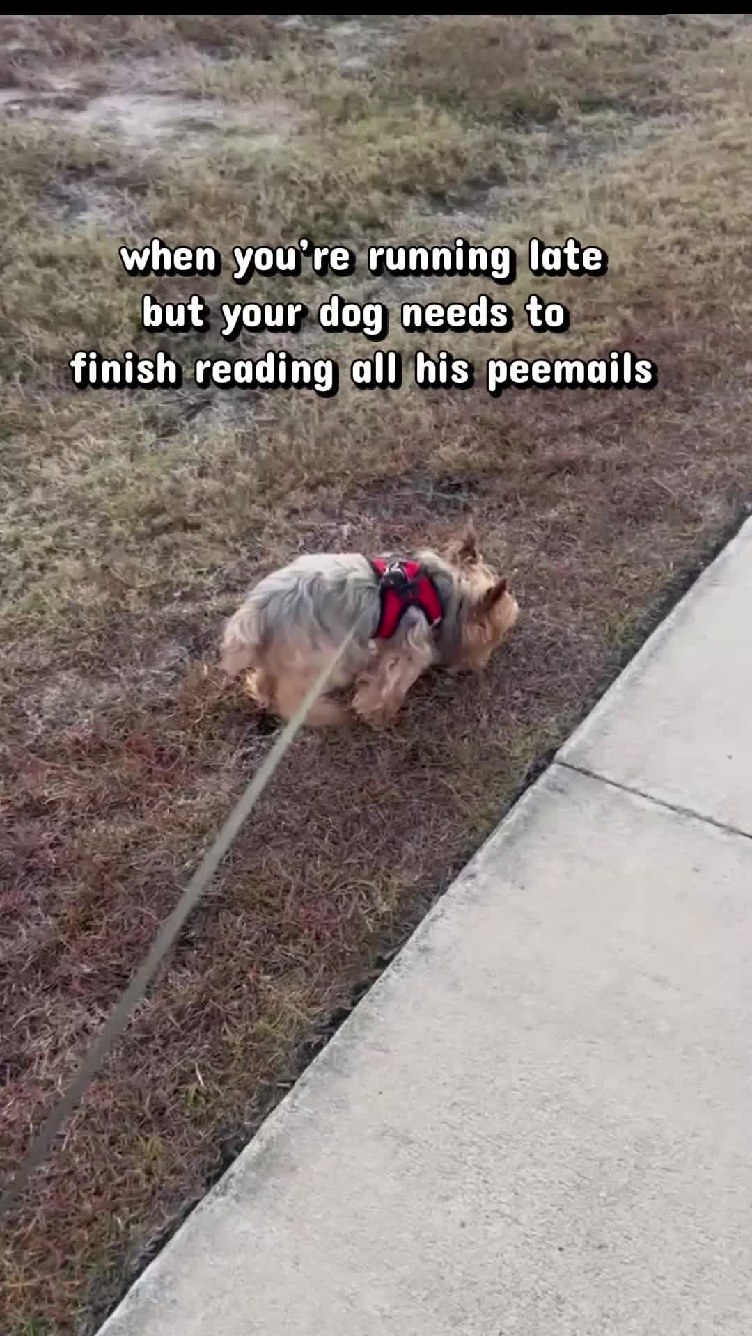 @Chase the Yorkie