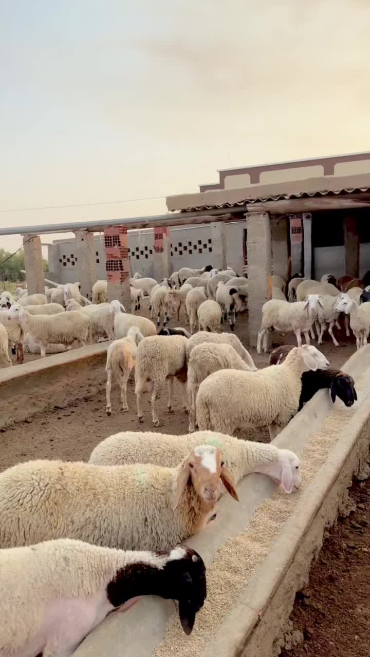 @🇹🇳حافظ🇹🇳