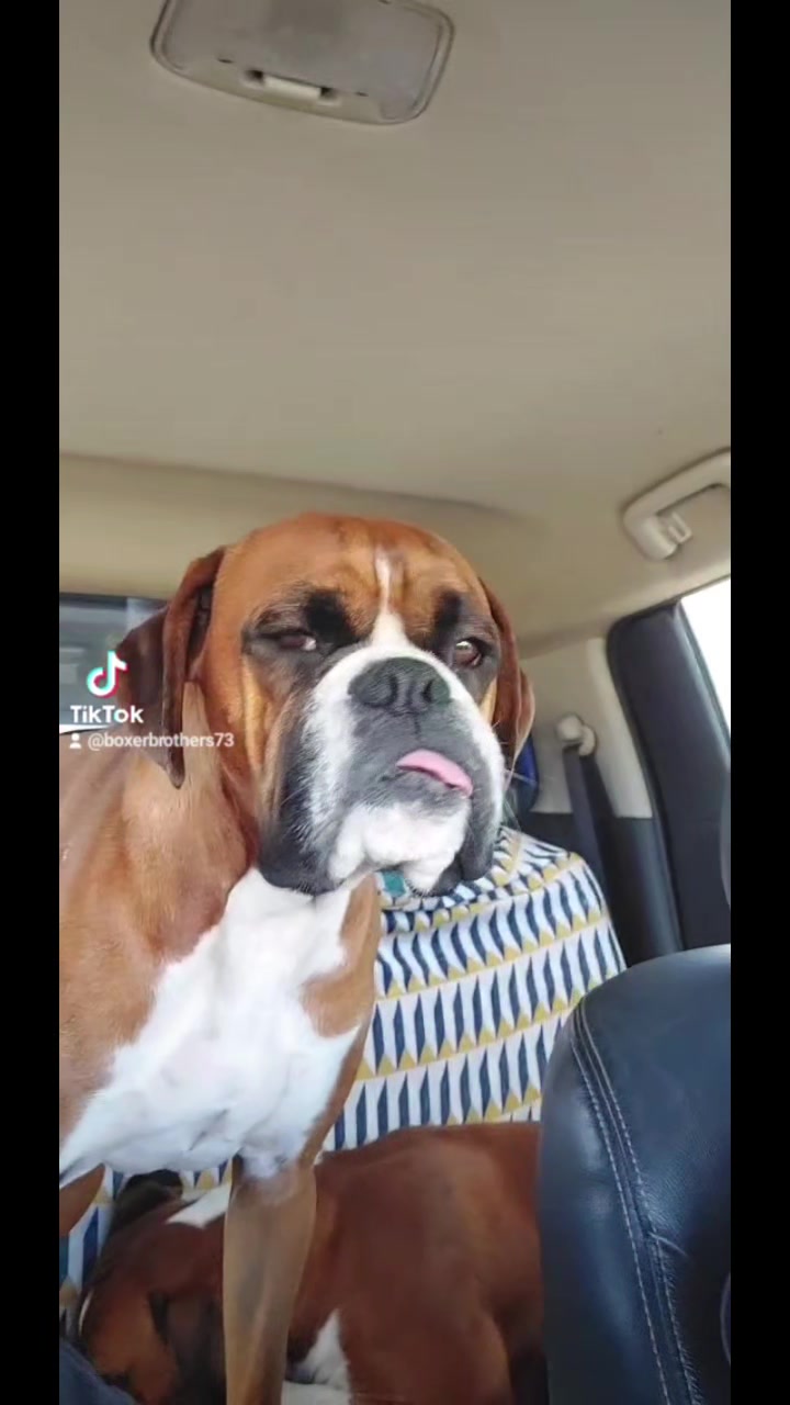 @boxerbrothers73