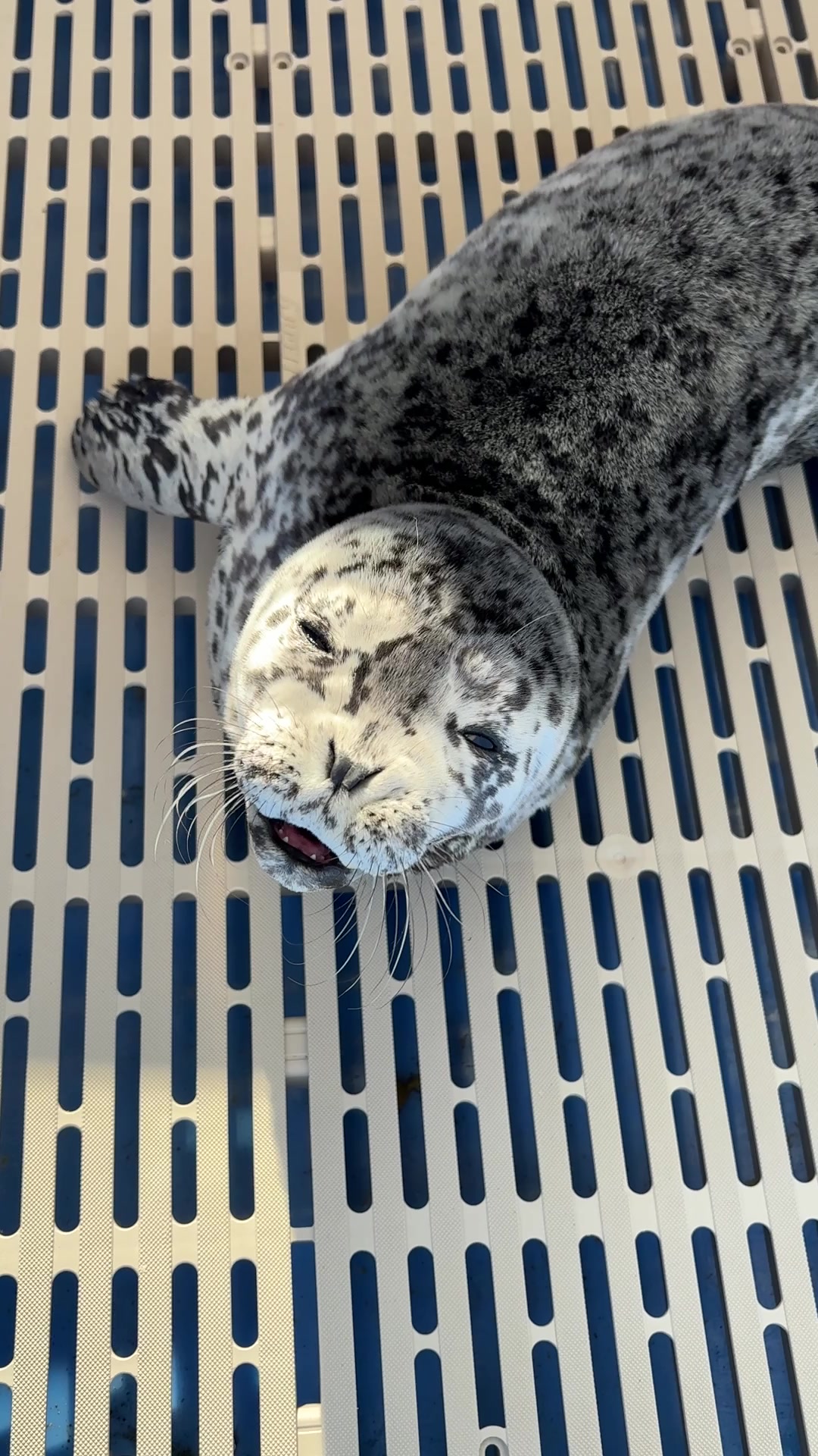 @Marine Mammal Rescue Society