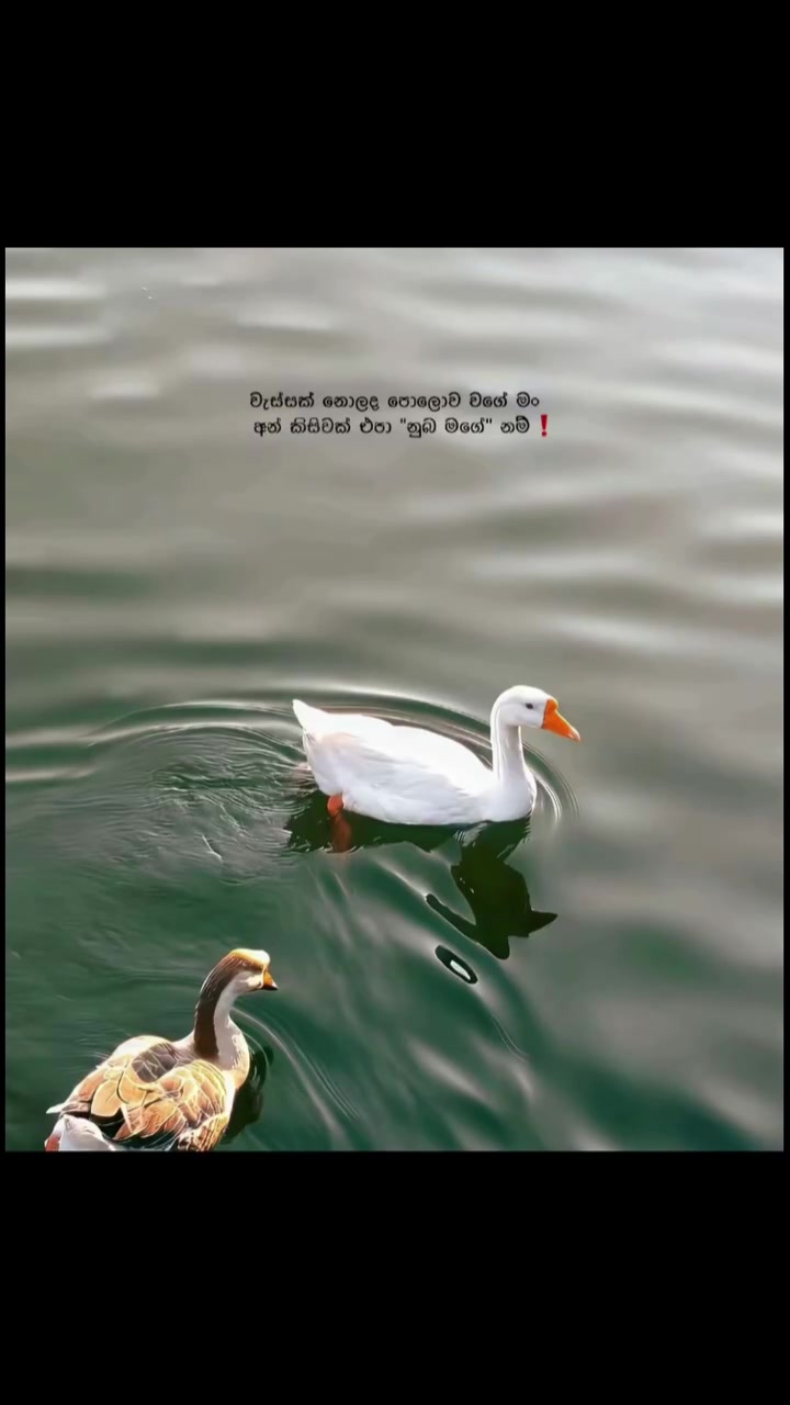 @තත්සරණි:!🖤