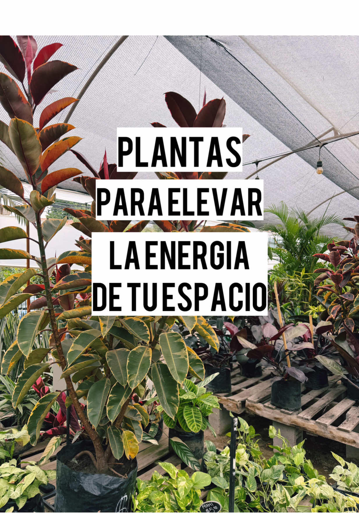 @Macetare Garden Shop Ecuador