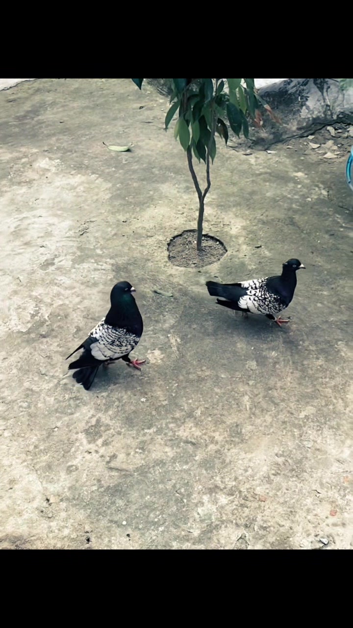 @Rayhan's Pets