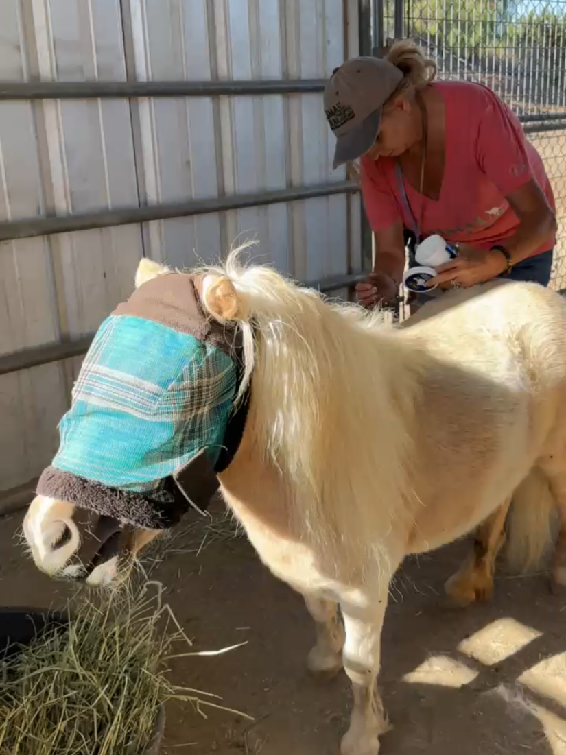 @AnimalTracksInc
