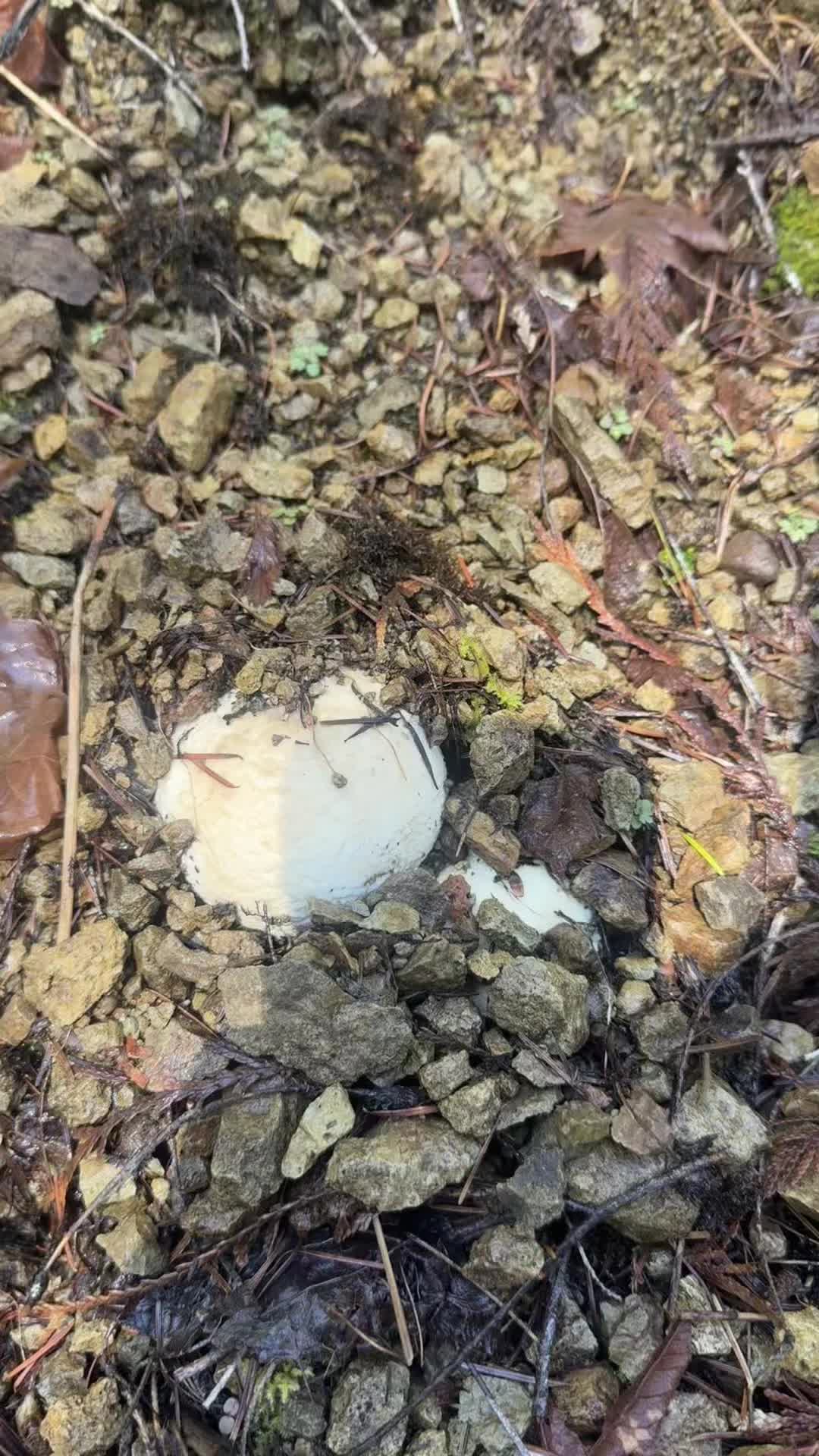 @Fungusamungus