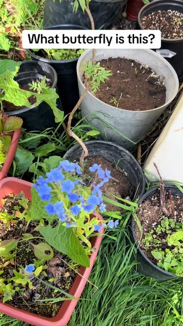 @Bakedgardening