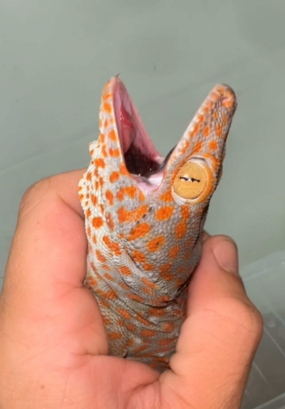 @animalsgonewildd