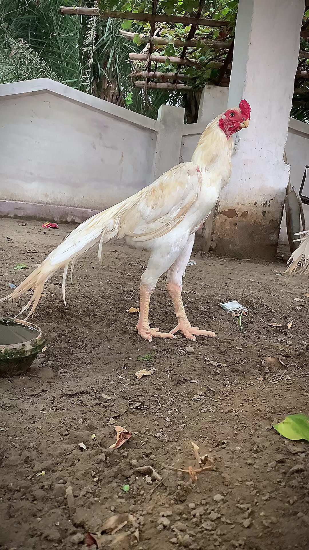 @Birds_Goat