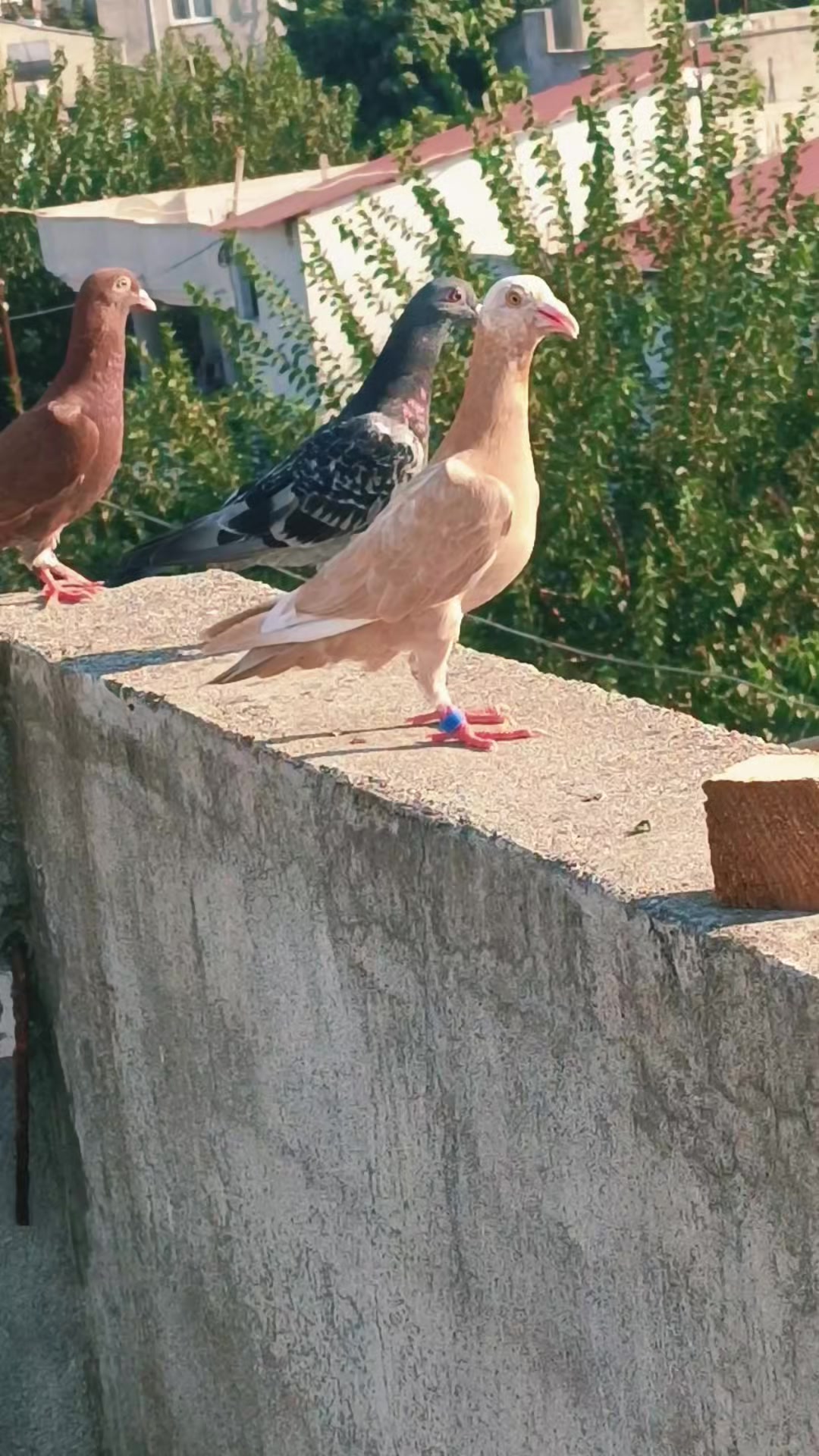 @Postacı_6380