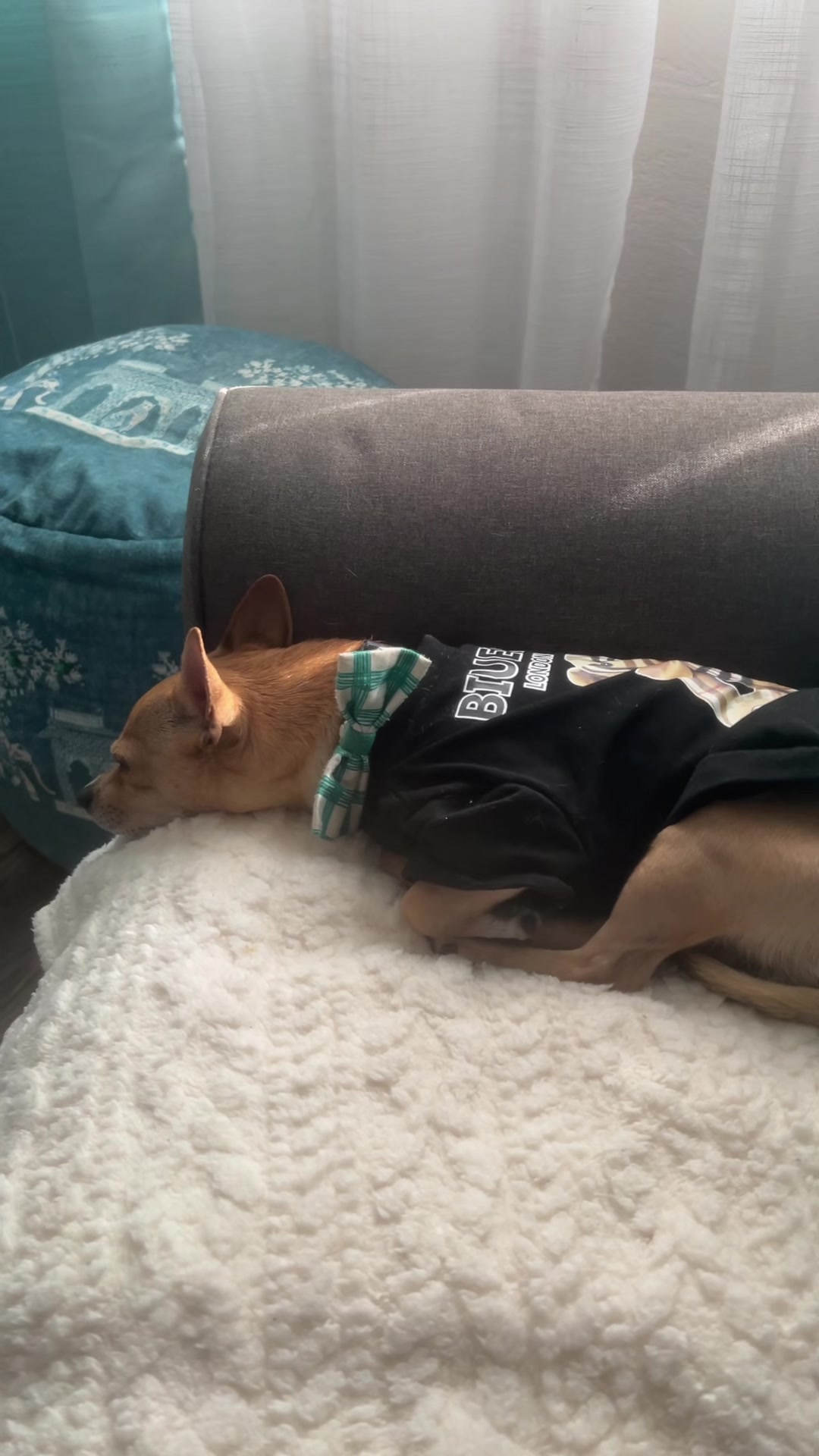 @ROCKO y Lucy 🥰